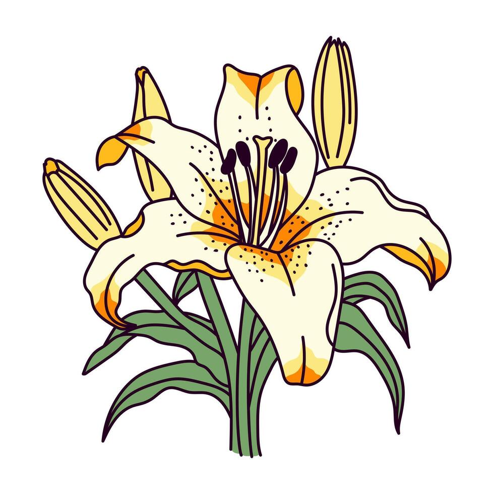 Lilies illustrations isolated vector