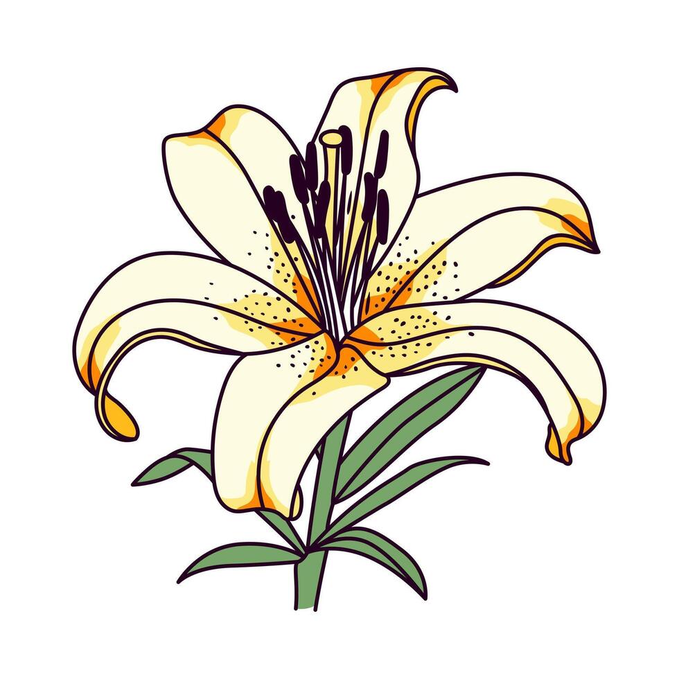 Lilies illustrations isolated vector