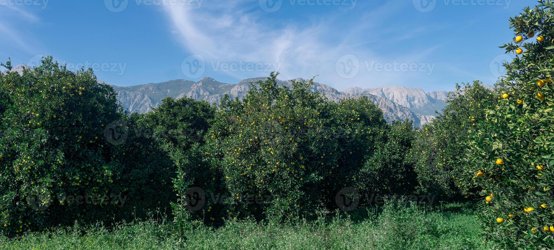 orange plantation in the background of mountains photo