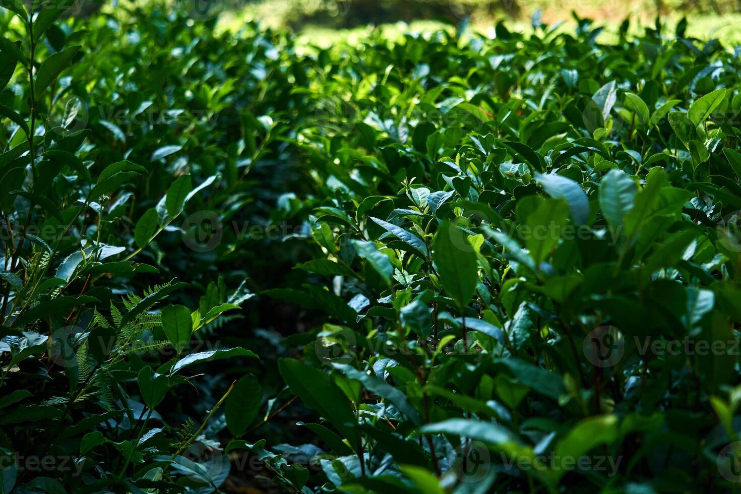 tea plantation view, front leaves in focus, background blurred photo