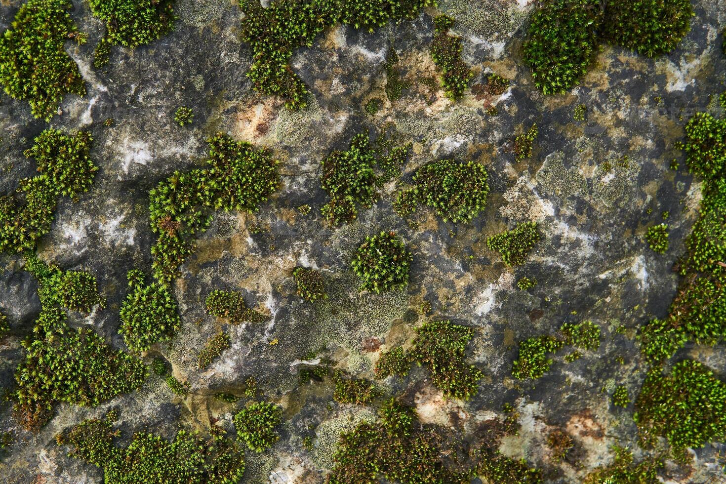 background, texture - green moss on the surface of the rock photo