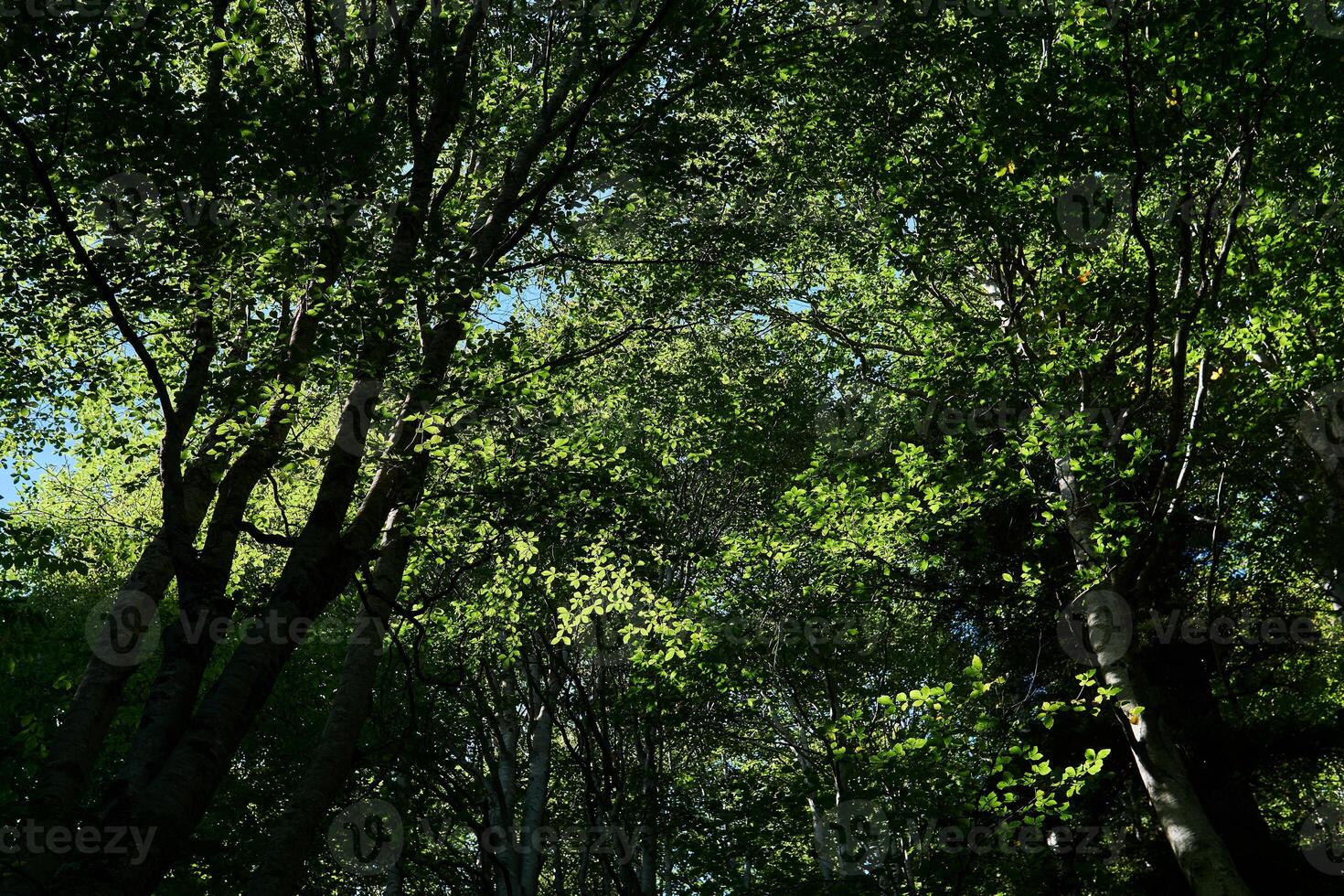 tree crowns with green foliage - a look from the bottom up in a beech grove photo