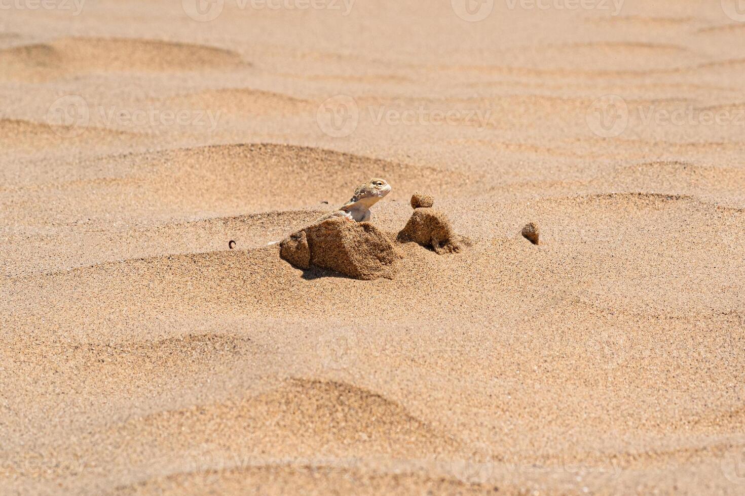 desert lizard toadhead agama peeks out from behind a dune among the sand photo