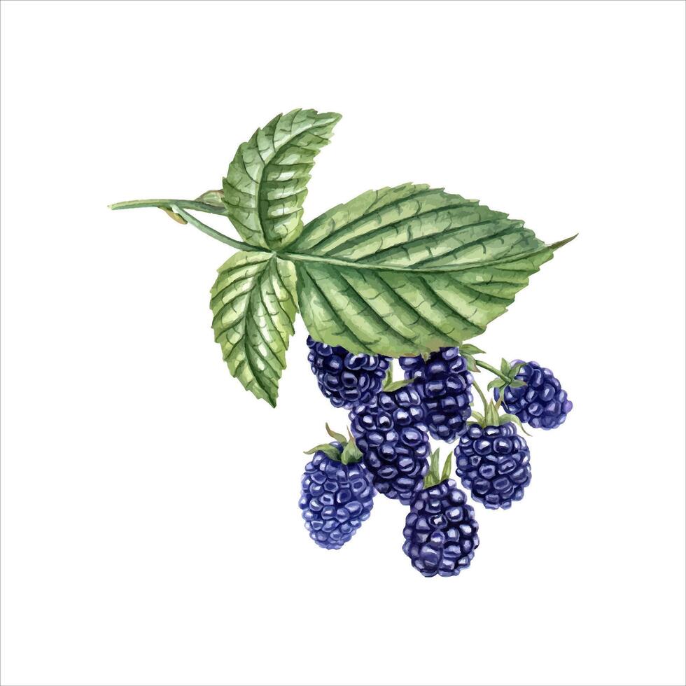 Blackberry on branch. Ripe juicy Bramble with leaves. Forest and garden berries. Dewberry. Watercolor illustration. For template, package, cookbook, postcard vector