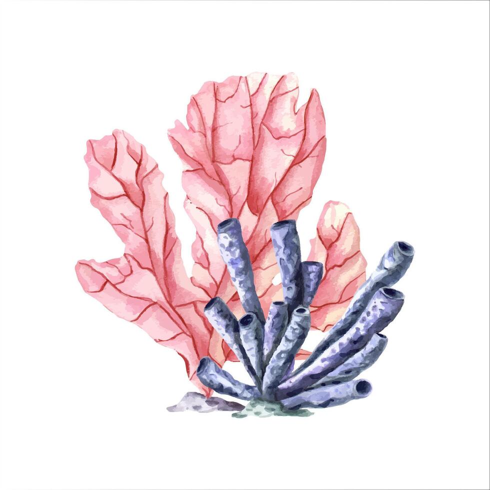 dos corales rosado y azul pólipos. coral colocar. mano dibujado acuarela haz con tropical submarino animales pólipos. vistoso ilustración para clipart, acuario diseño vector