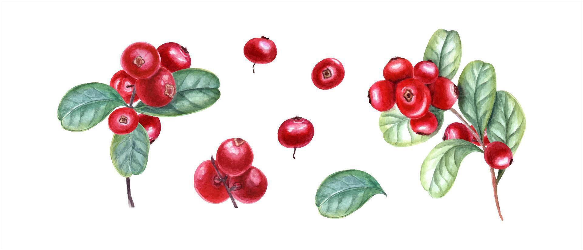 Cowberries with leaves. Red berry, leaf. Set of bearberry, lingonberry. Watercolor illustration isolated on white. For the design of invitation, patterns, cards, greetings, package design, labels. vector