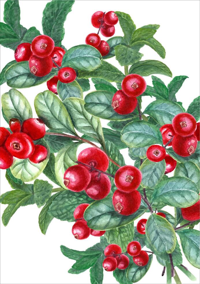 Bouquet with mint sprigs and lingonberries. Peppermint, forest ripe berries. Fragrant greens and juicy red cranberry. Watercolor illustration. For card design, print, package. vector