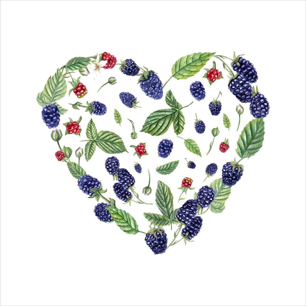 Fresh juicy berries laid out in the shape of heart. Blackberries, leaves. Ripe and unripe berries. Red and black Dewberry. Watercolor illustration. Top view. For cards, package design. vector
