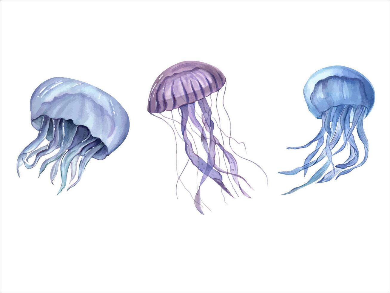 Medusa. acuarela mano dibujado ilustración de Tres jalea peces azul y Violeta medusa. venenoso mar animales submarino pez. enemigo acuario diseño, logo, etiqueta. vector