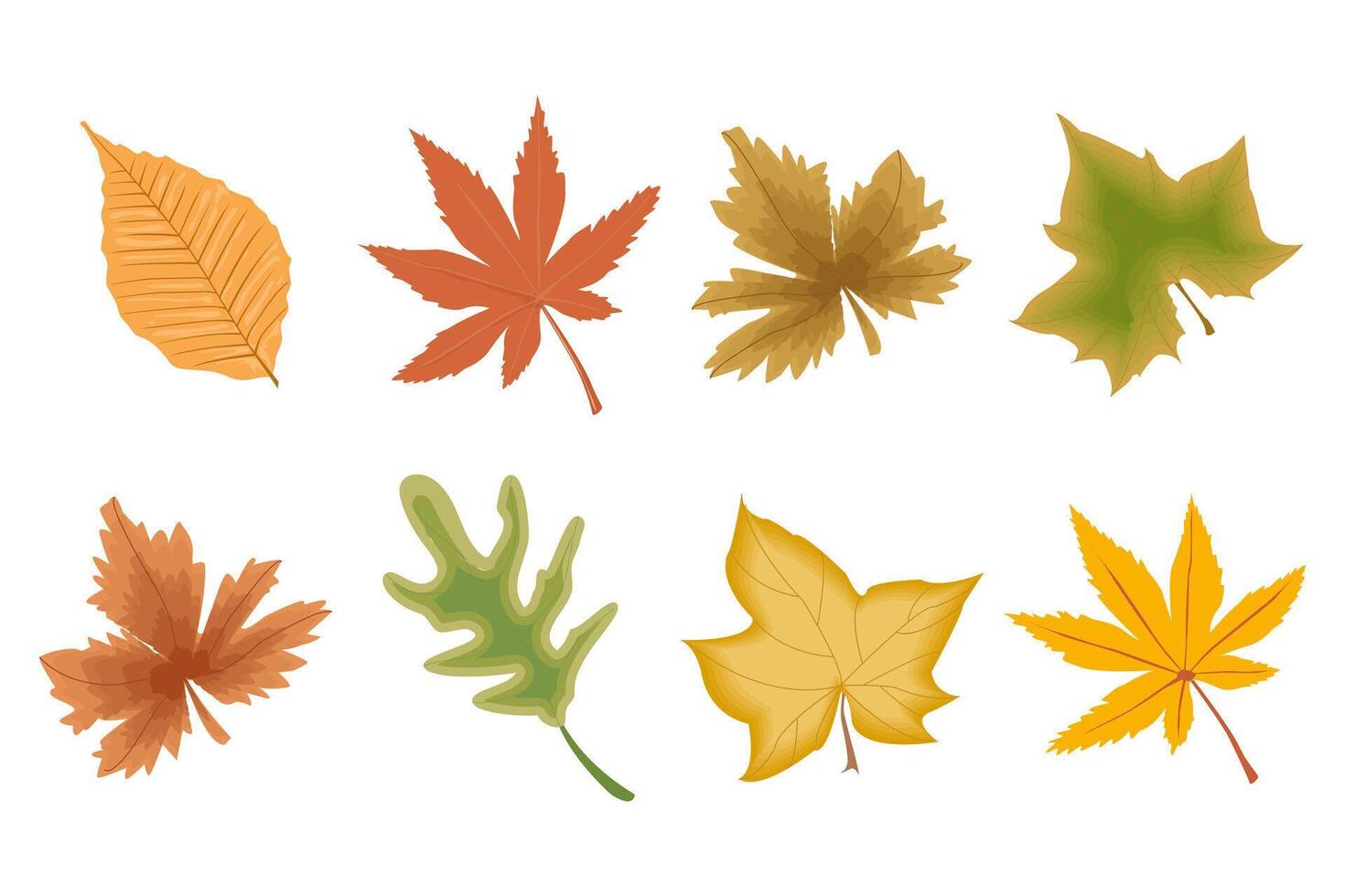 vistoso otoño hojas de diferente árboles, colocar, herbario. iconos, decoración elementos, vector