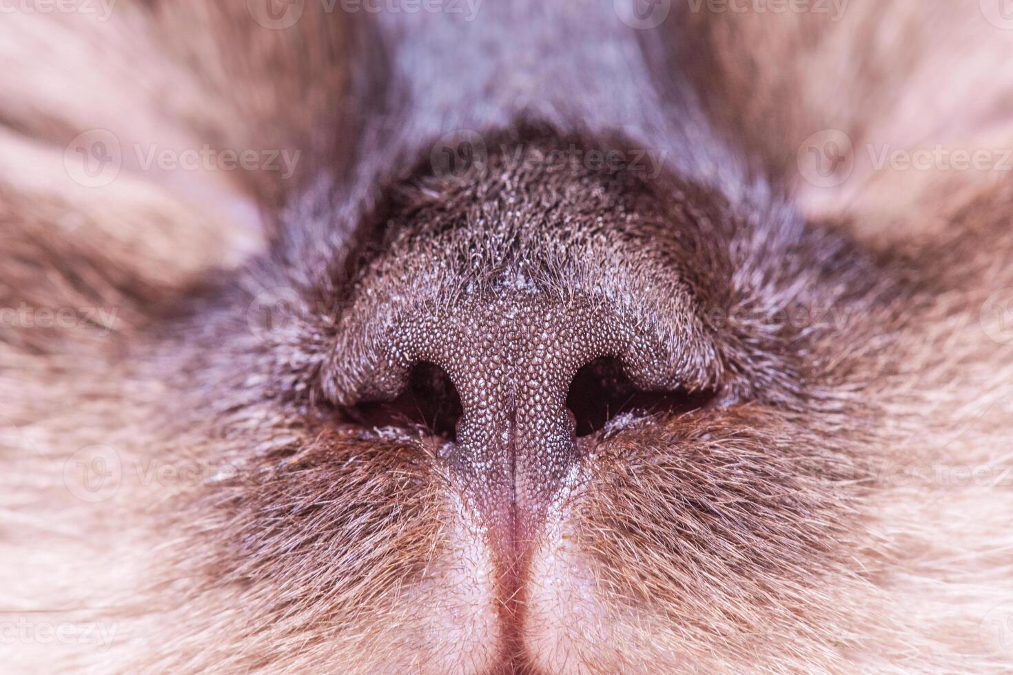 Brown cat nose. Nose of the Neva masquerade cat breed macro photo. photo