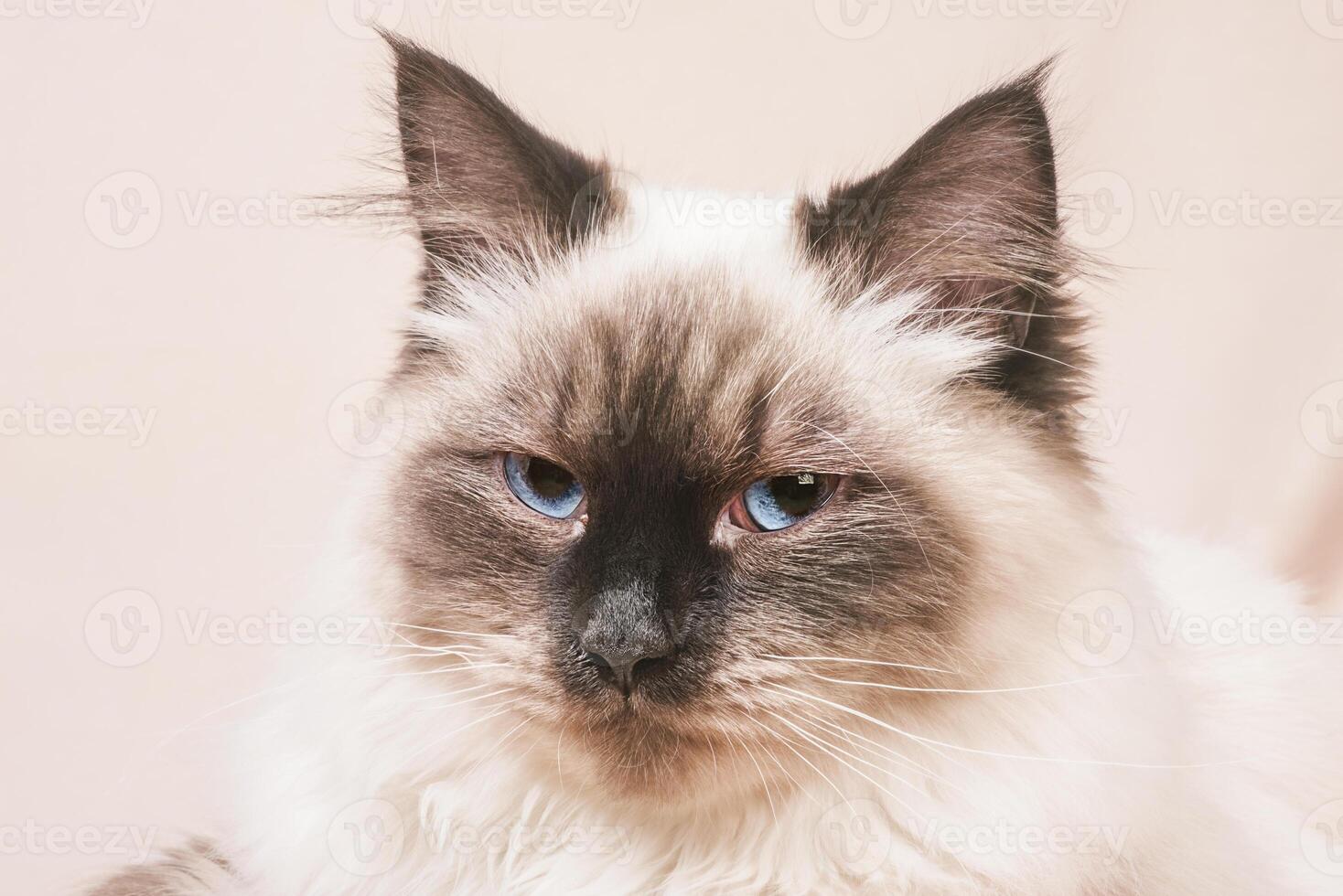 Portrait of a beige cat with brown. A cat of the Neva Masquerade breed on a beige background. photo