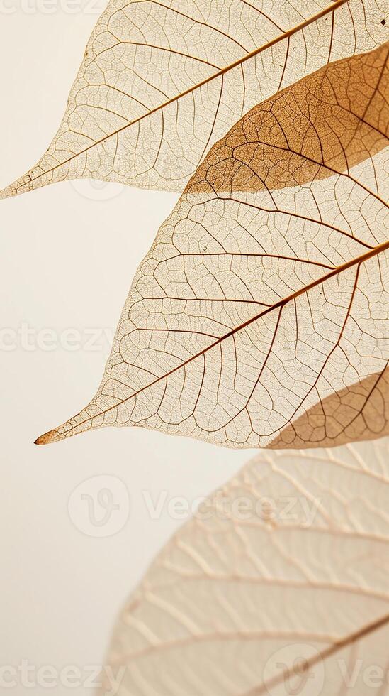 AI generated Skeleton Leaves in Isolated Elegance photo