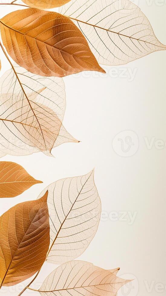 AI generated Skeleton Leaves in Isolated Elegance photo