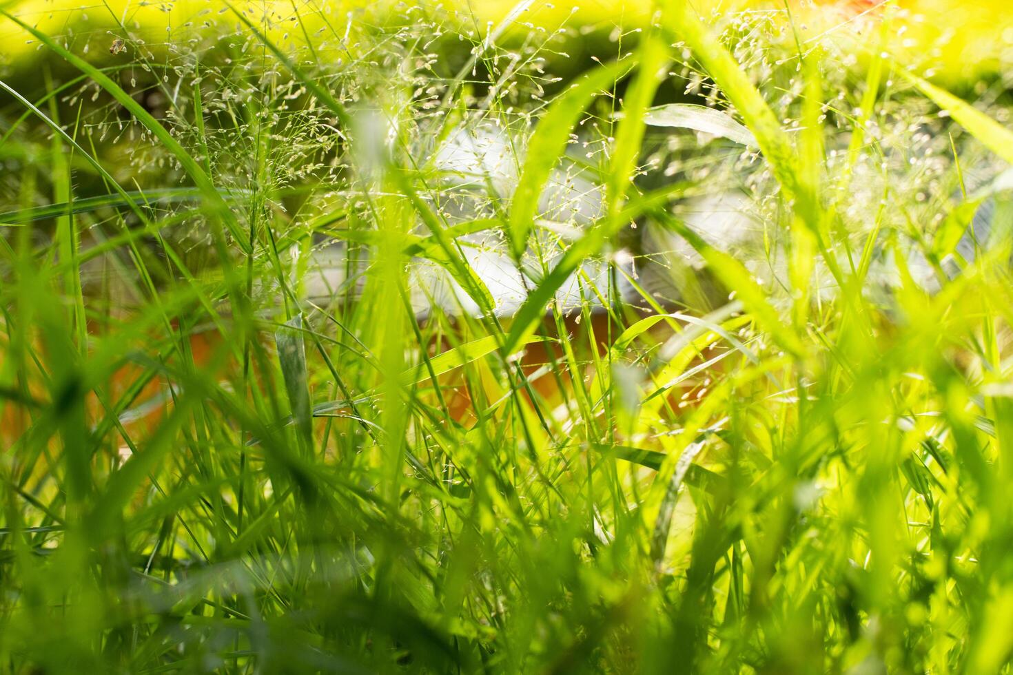 vibrante verde belleza de césped. explorar el complejidades de césped cuchillas y descubrir el maravillas de naturaleza con maravilloso de cerca fotografía. foto