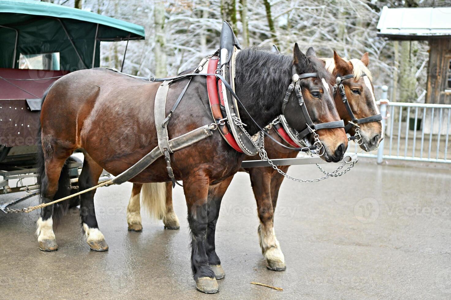 Two strong horses pull a cart uphill to Neuschwanstein castle Bavaria Germany photo