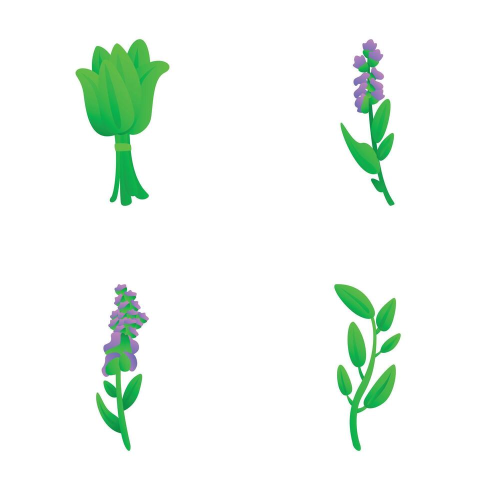 Culinary herb icons set cartoon vector. Various aromatic culinary herb vector