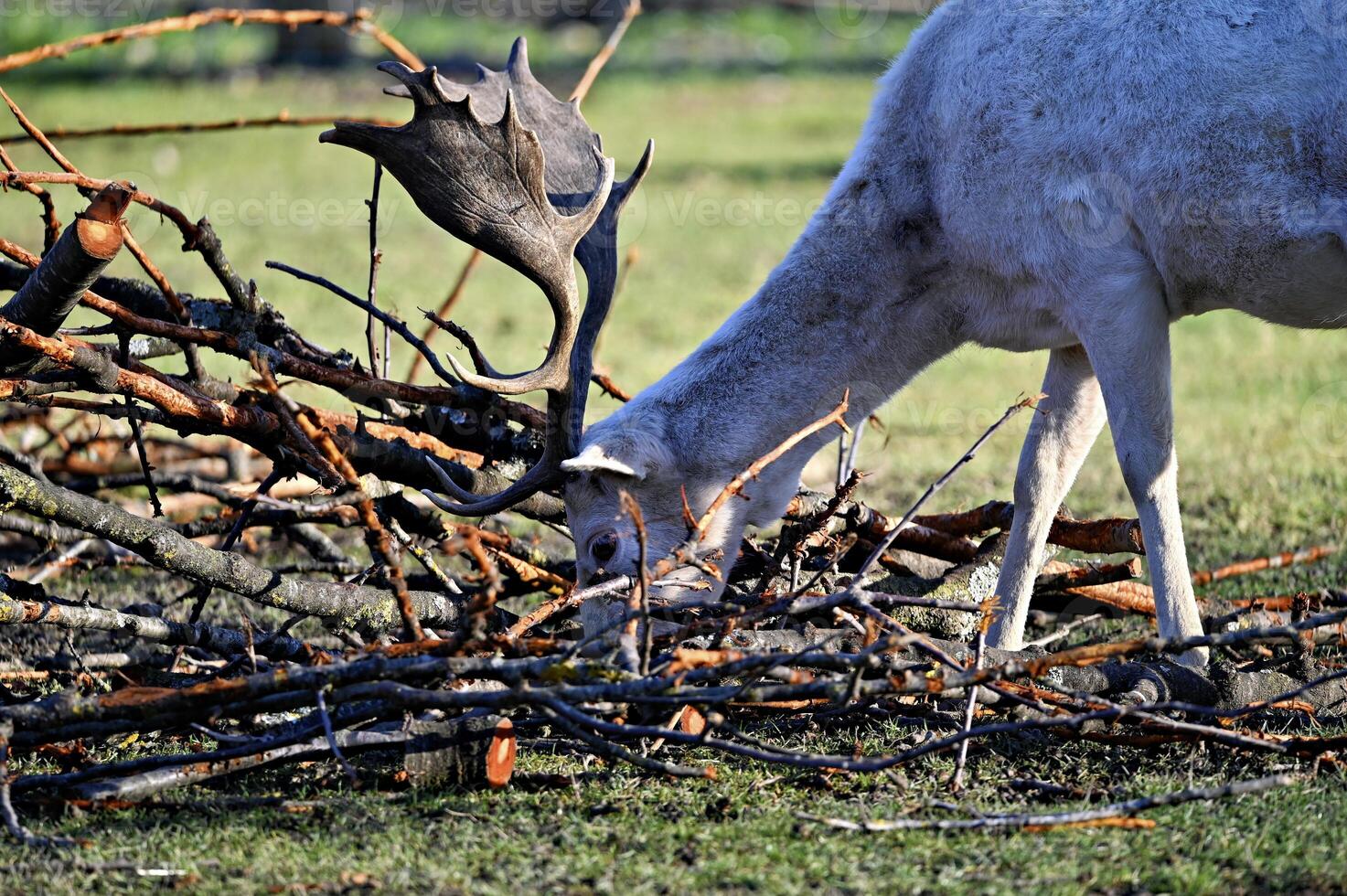 White deer looking for food on a cold wintry day in the Black Forest Germany photo