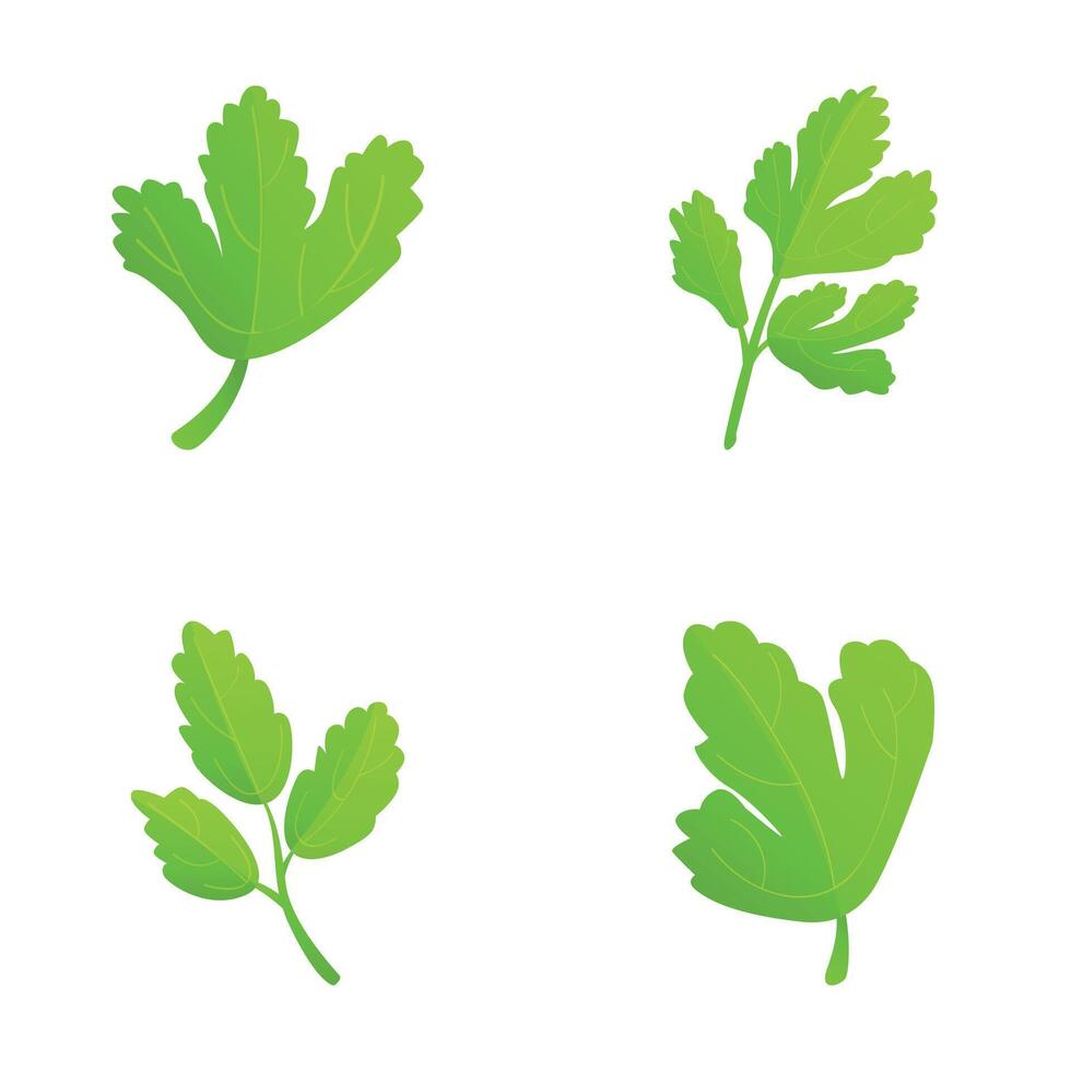 Parsley branch icons set cartoon vector. Fresh green parsley leaf vector