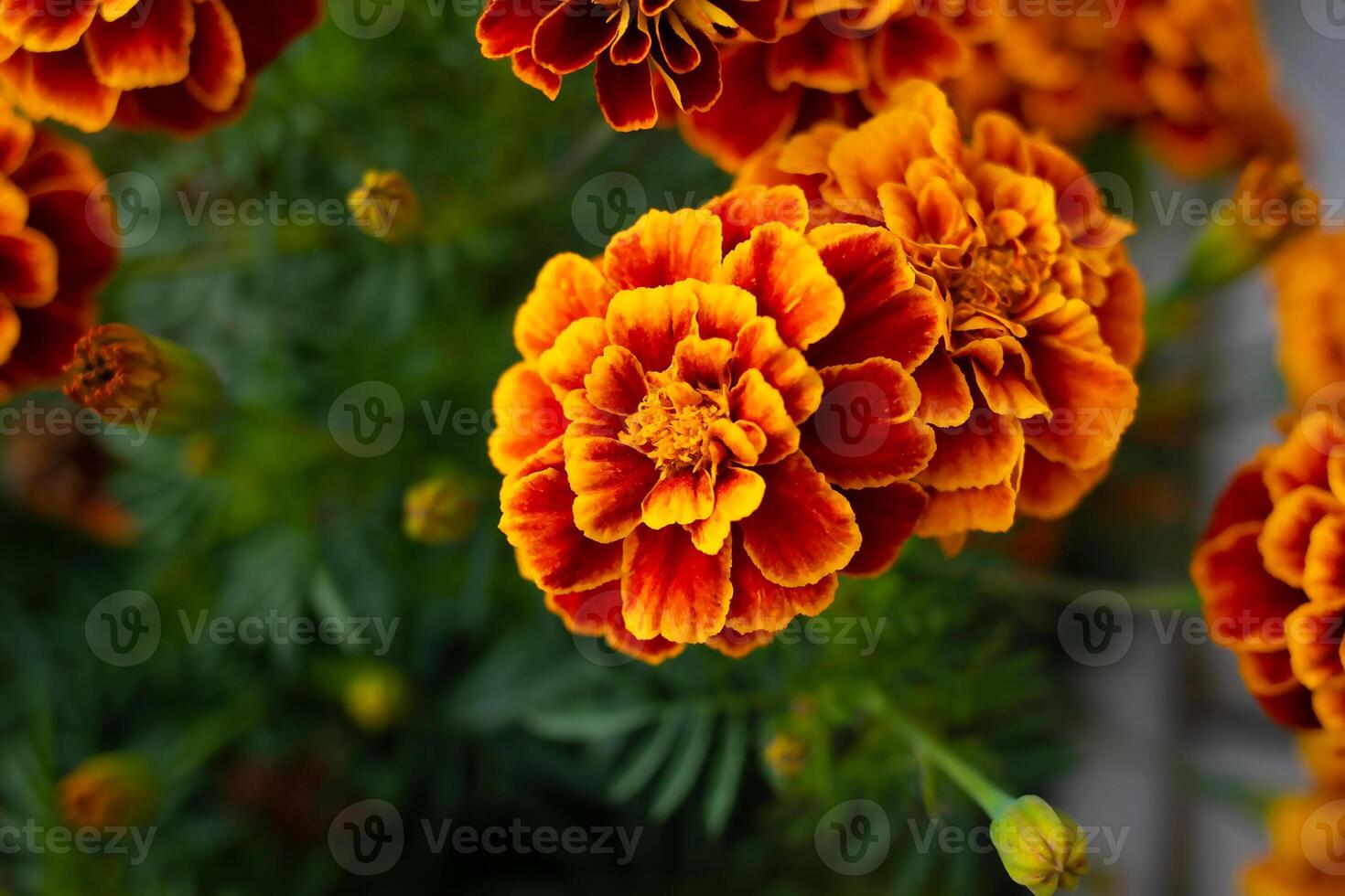 Vintage invitation with calendula flowers on a dark background for holiday decoration. Autumn floral background. Natural background. Floral decor. Colorful leaves background. soft focus photo