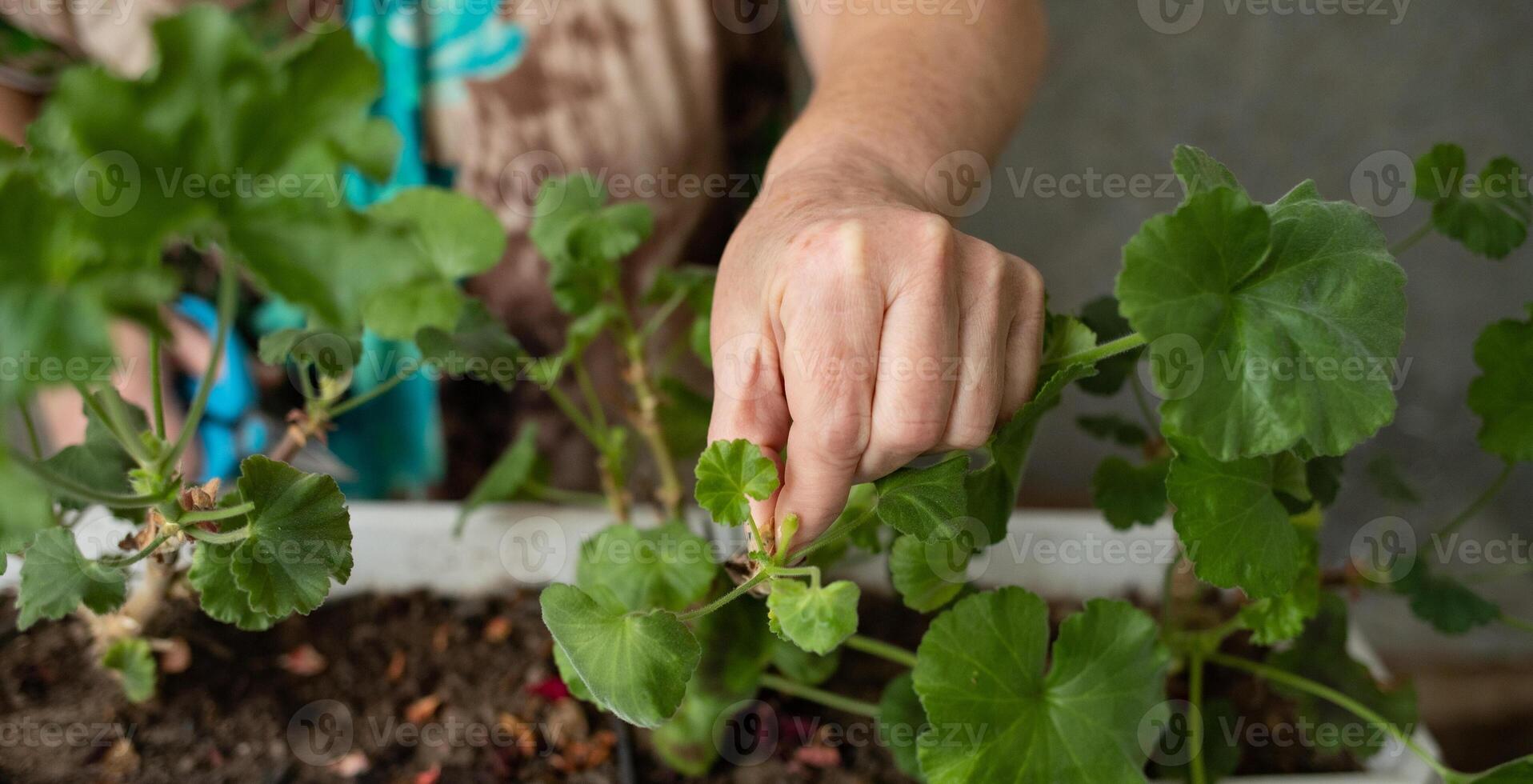 female hands with scissors trim a houseplant, flowers pelargonium, geranium photo