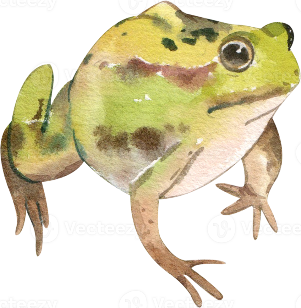 Karikatur Amphibien und Reptilien Aquarell Clip Art png