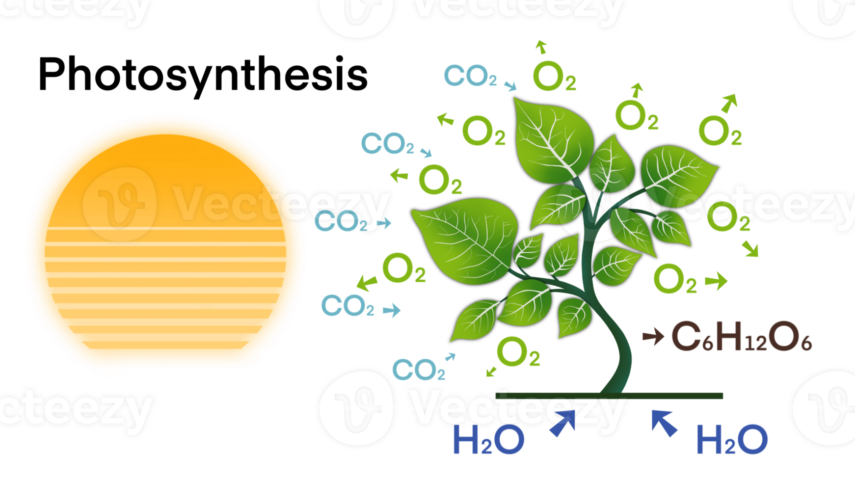 photosynthesis, plant has emerged from nutrient-rich soil and surrounded by a variety of chemical elements that are essential for photosynthesis, including carbon dioxide, water, oxygen, and glucose png