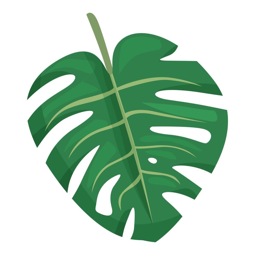 Natural monstera leaf icon cartoon vector. Green jungle vector