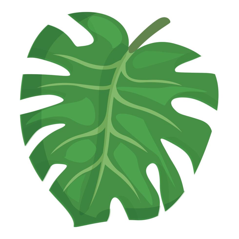 Tropical monstera icon cartoon vector. Plant green leaf vector