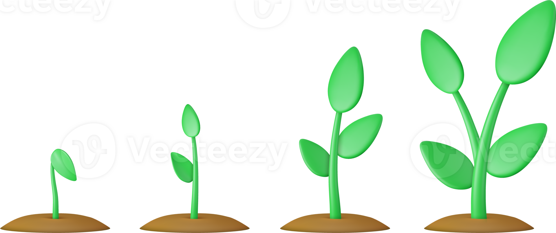 3d choux. phases plante croissance. png