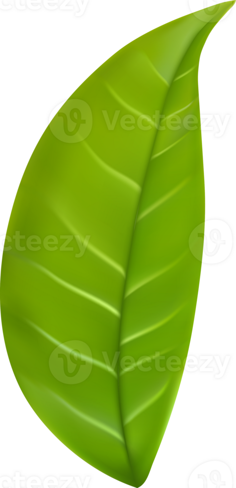 realistic green tea leaves png