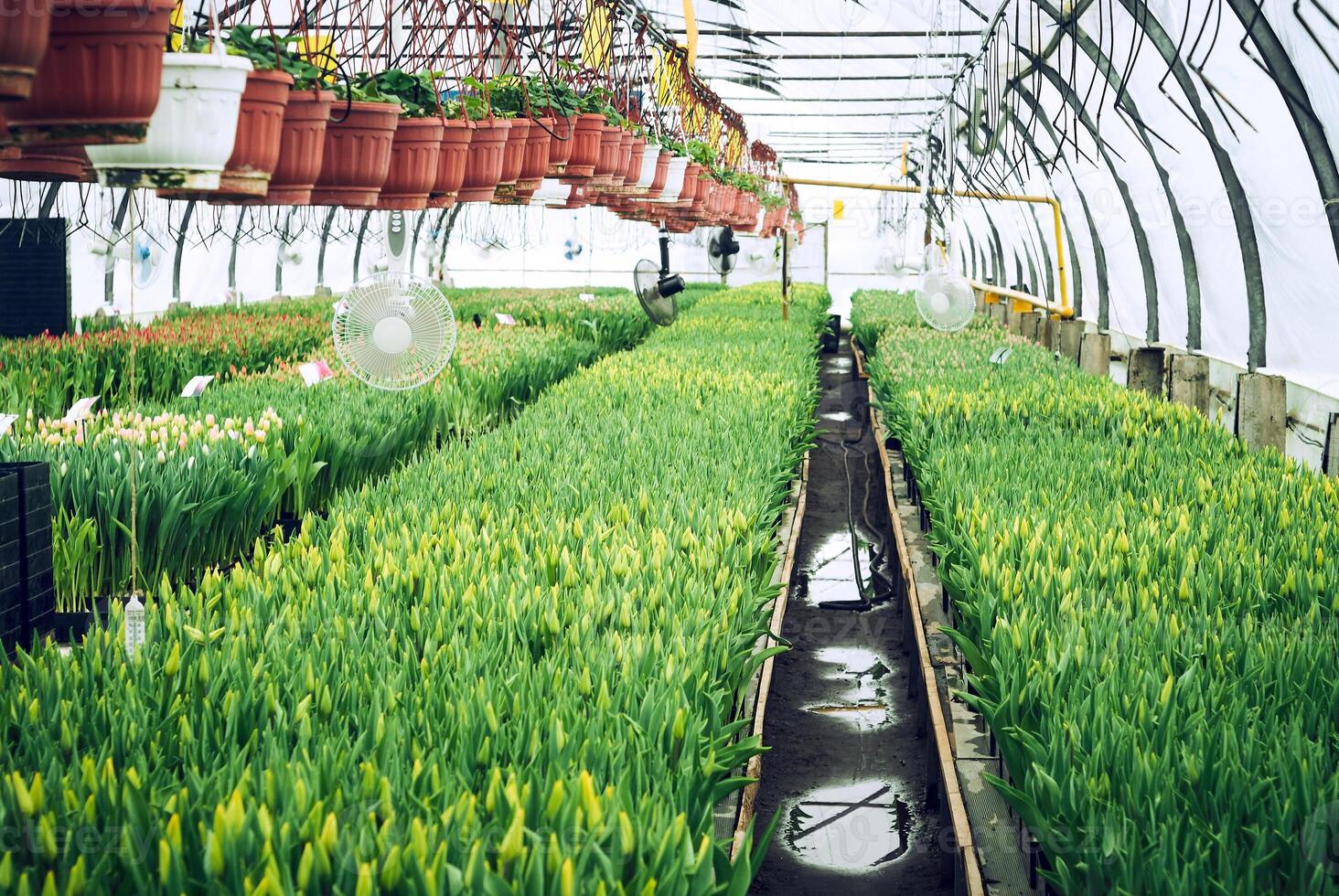 interior of an industrial greenhouse in which tulips are grown photo