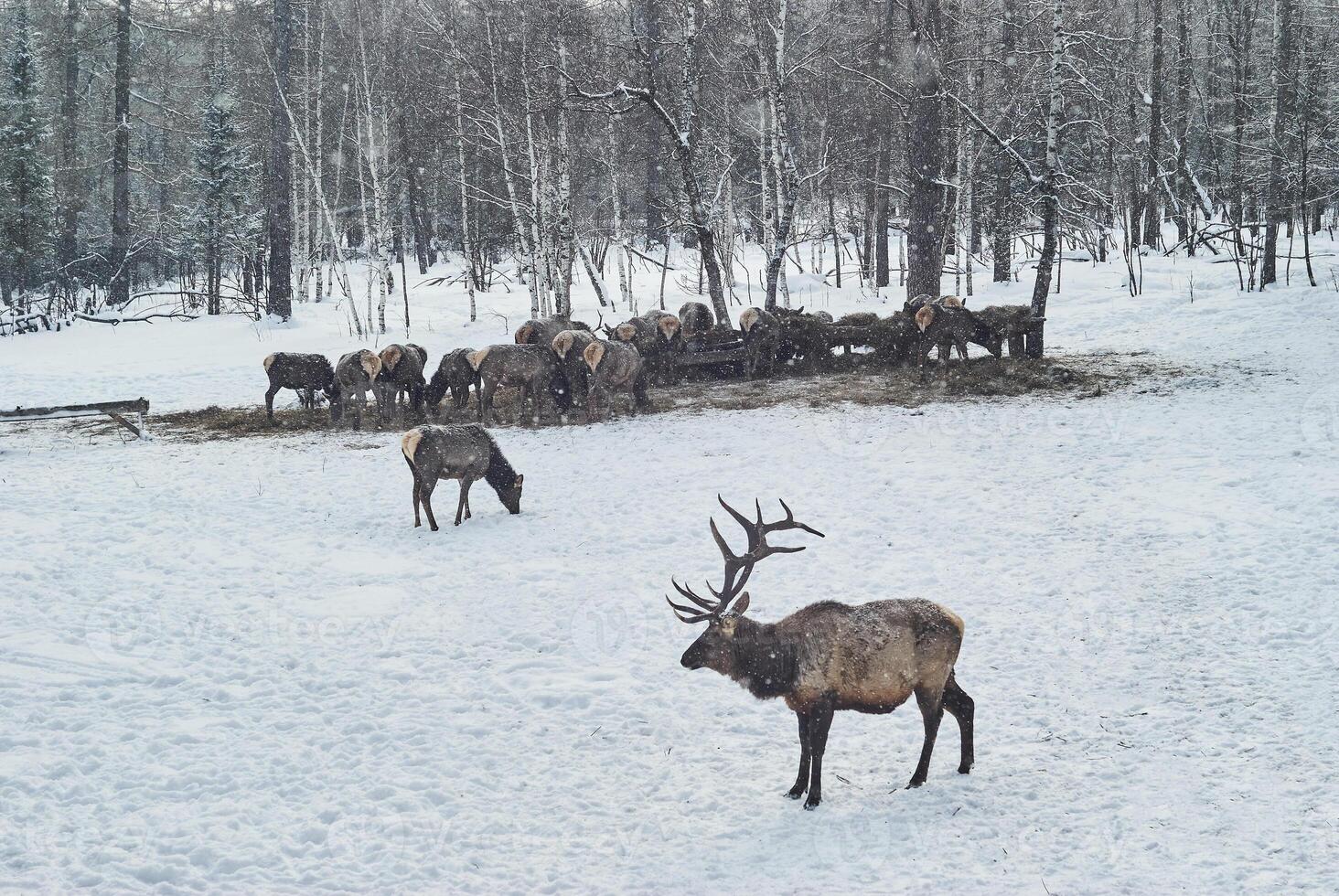 ciervo alimentación en el invierno en un maral granja foto