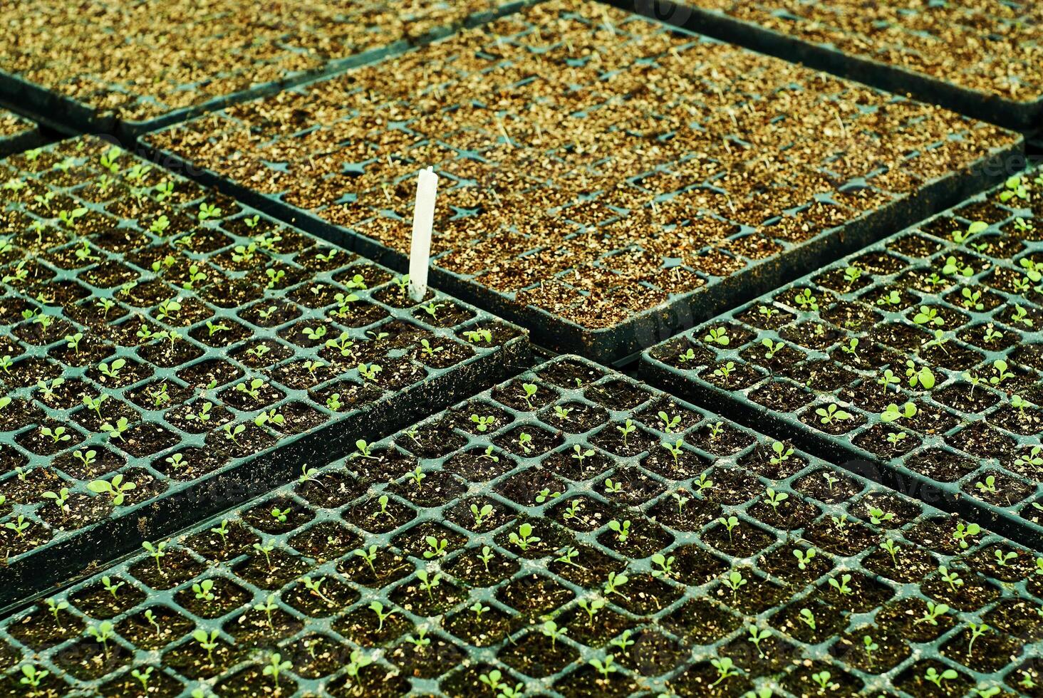 antecedentes - minúsculo planta coles en un planta de semillero bandejas foto