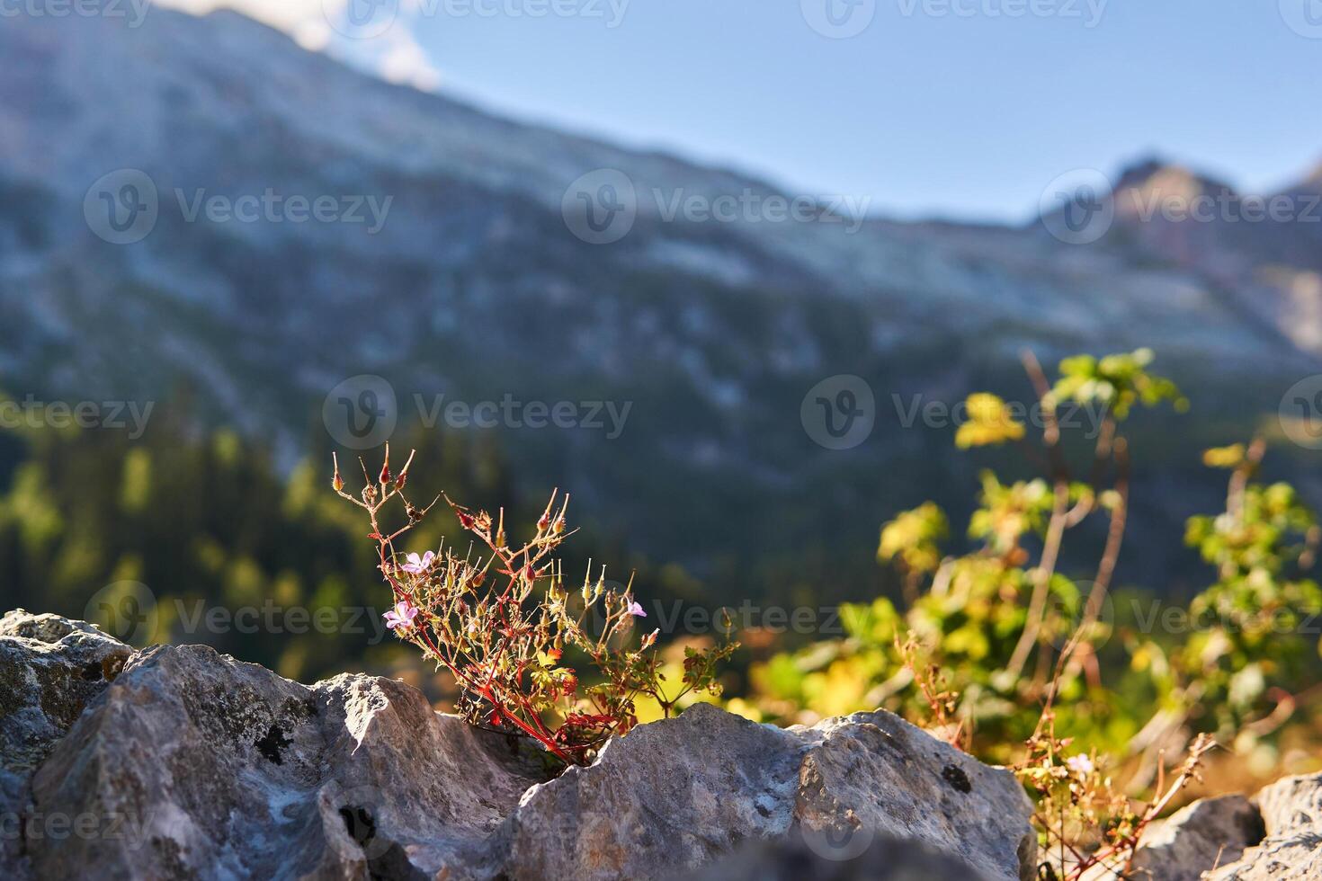 blooming bush of Roberts geranium grows in the crevice of the rock photo