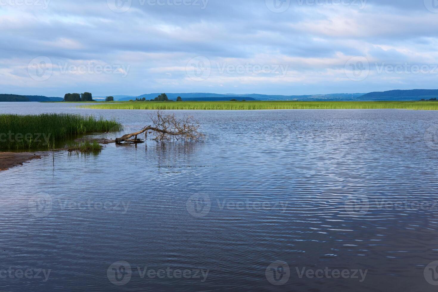 landscape of a flooded river floodplain with reeds photo