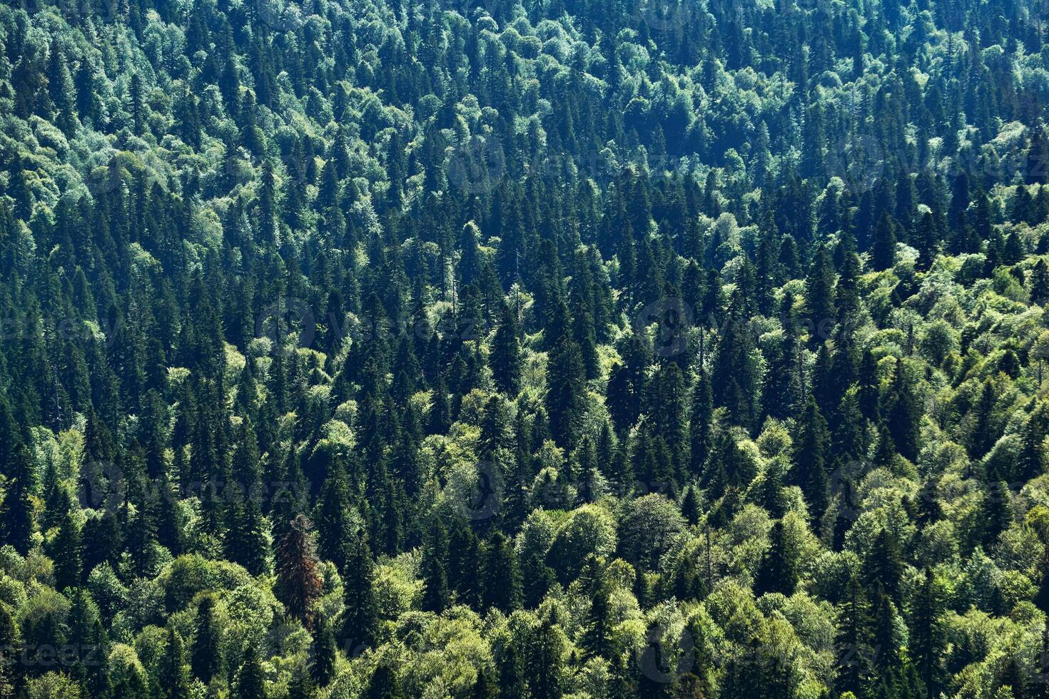 bird's eye view of the mixed coniferous forest photo