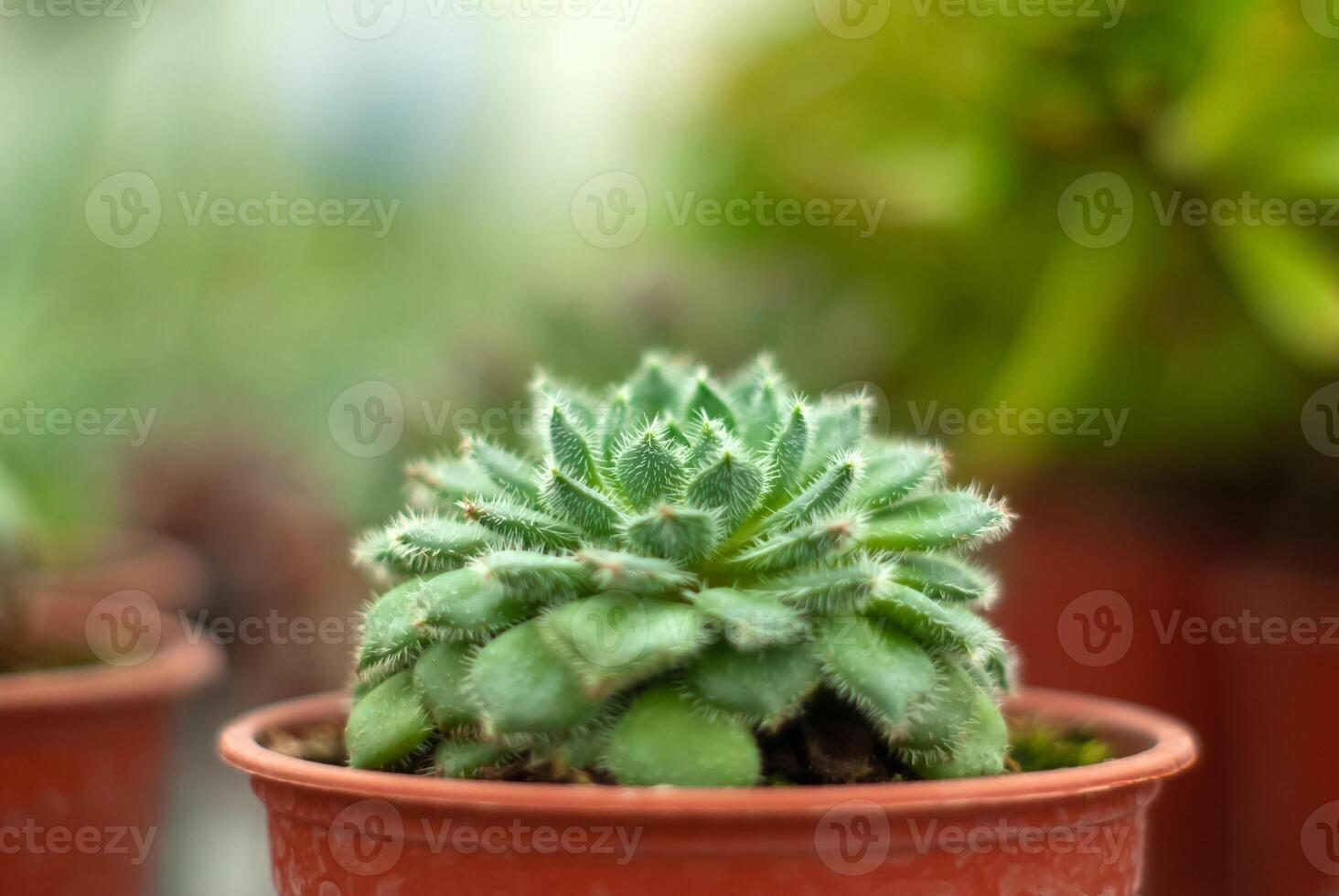 pot with succulent echeveria close-up photo