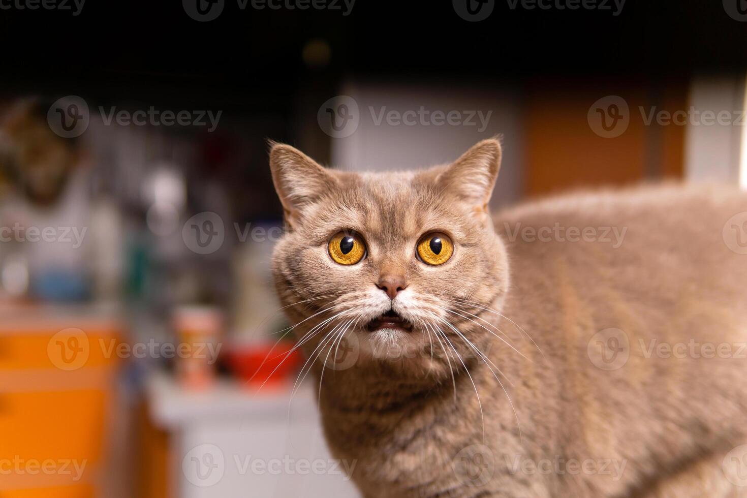 scottish straight cat looks very surprised photo
