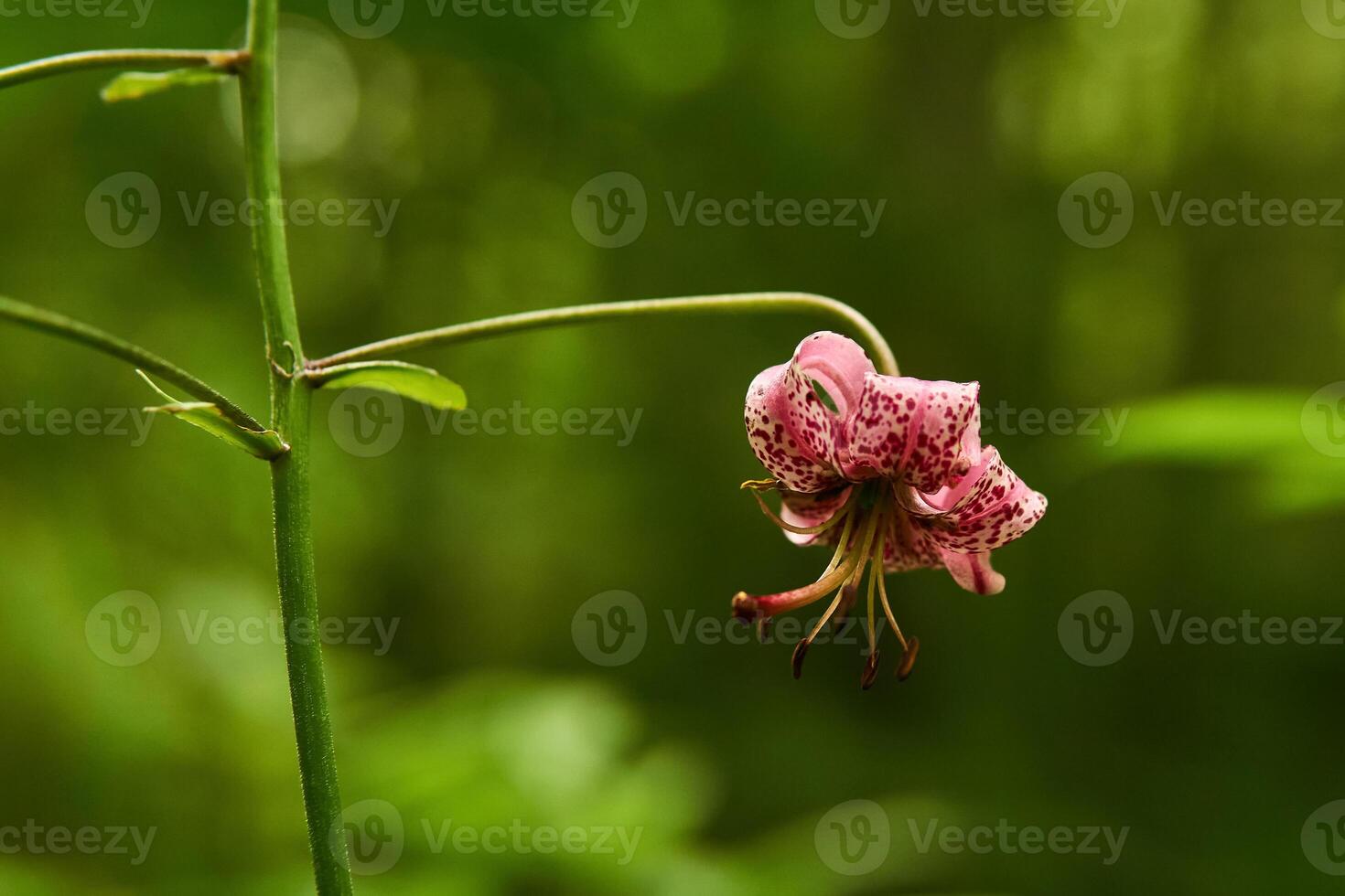 purple flower of martagon lily on a blurred natural background photo