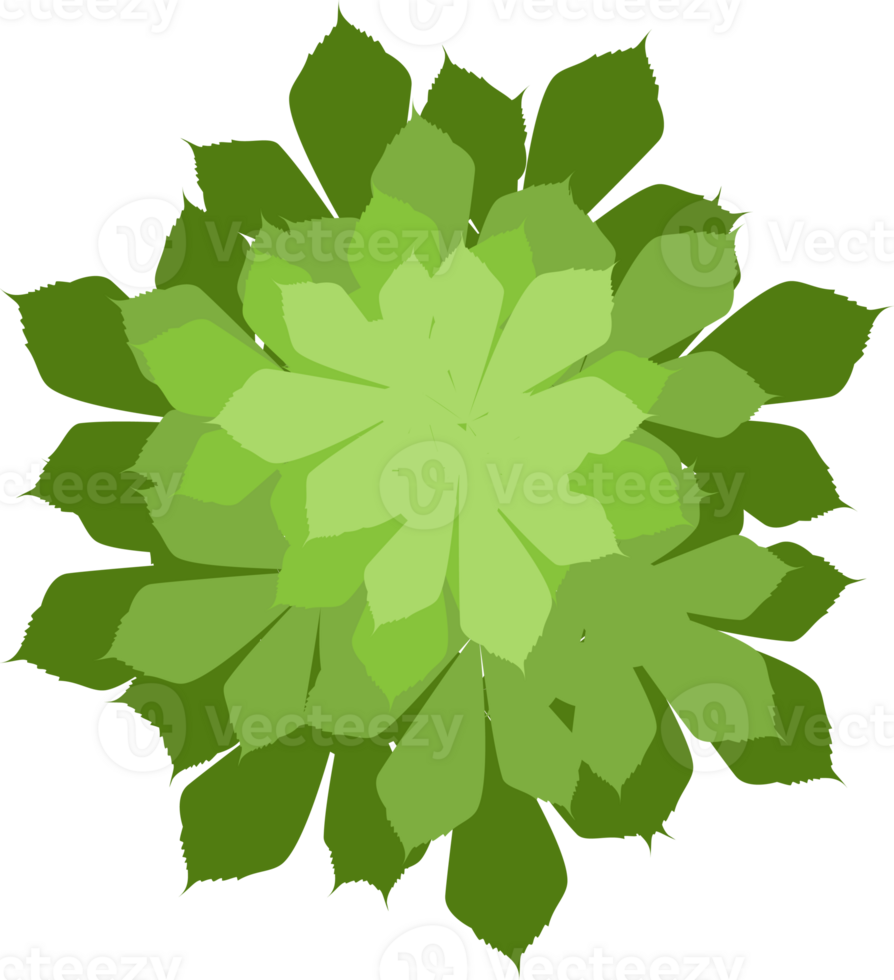 Trees top view. png