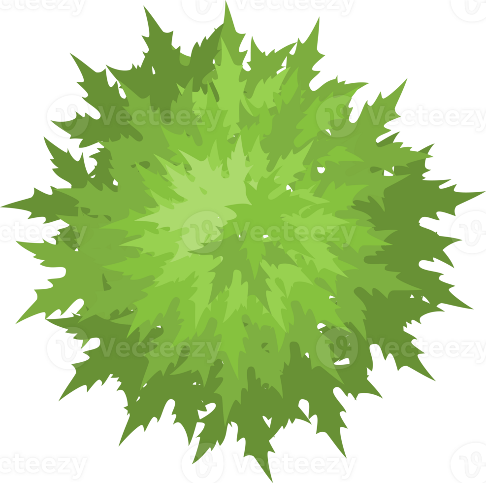 Trees top view. png