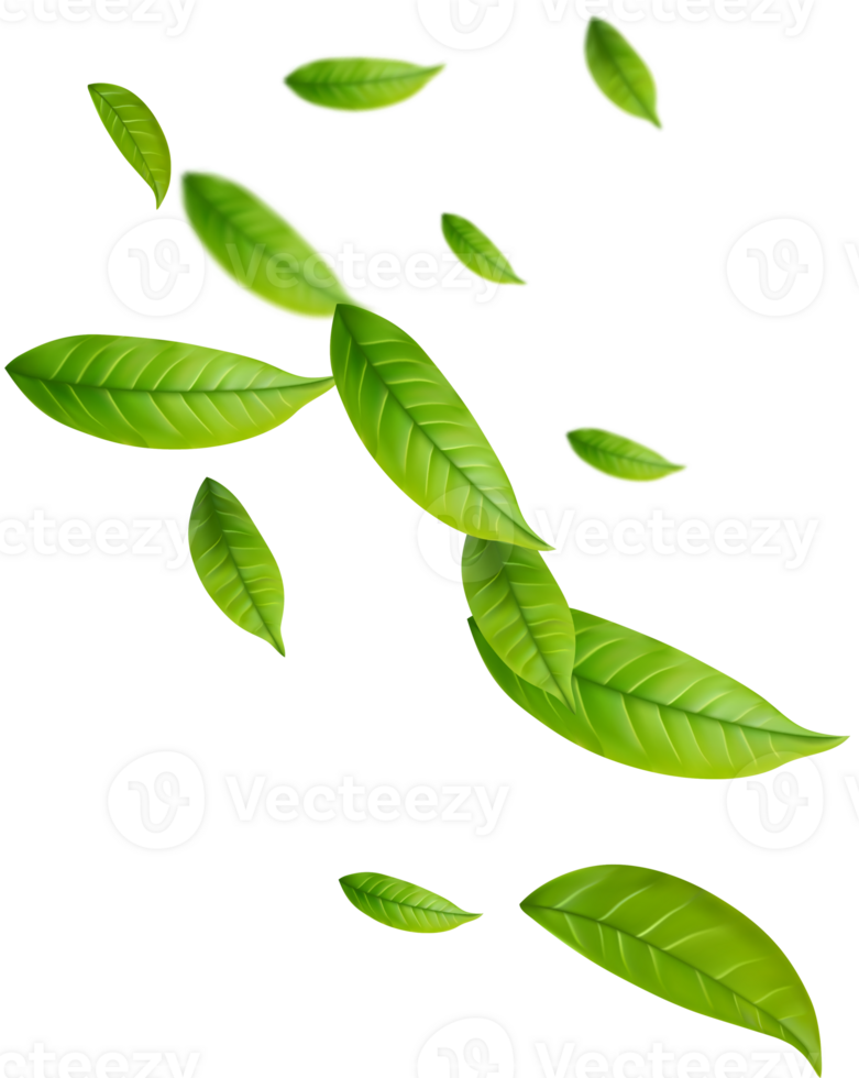 Realistic green tea leaves in motion png