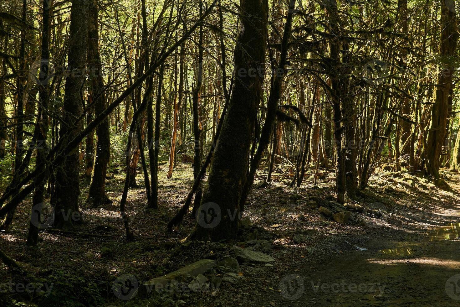 dead boxwood forest due to box tree moth infestation in Caucasus, Russia photo