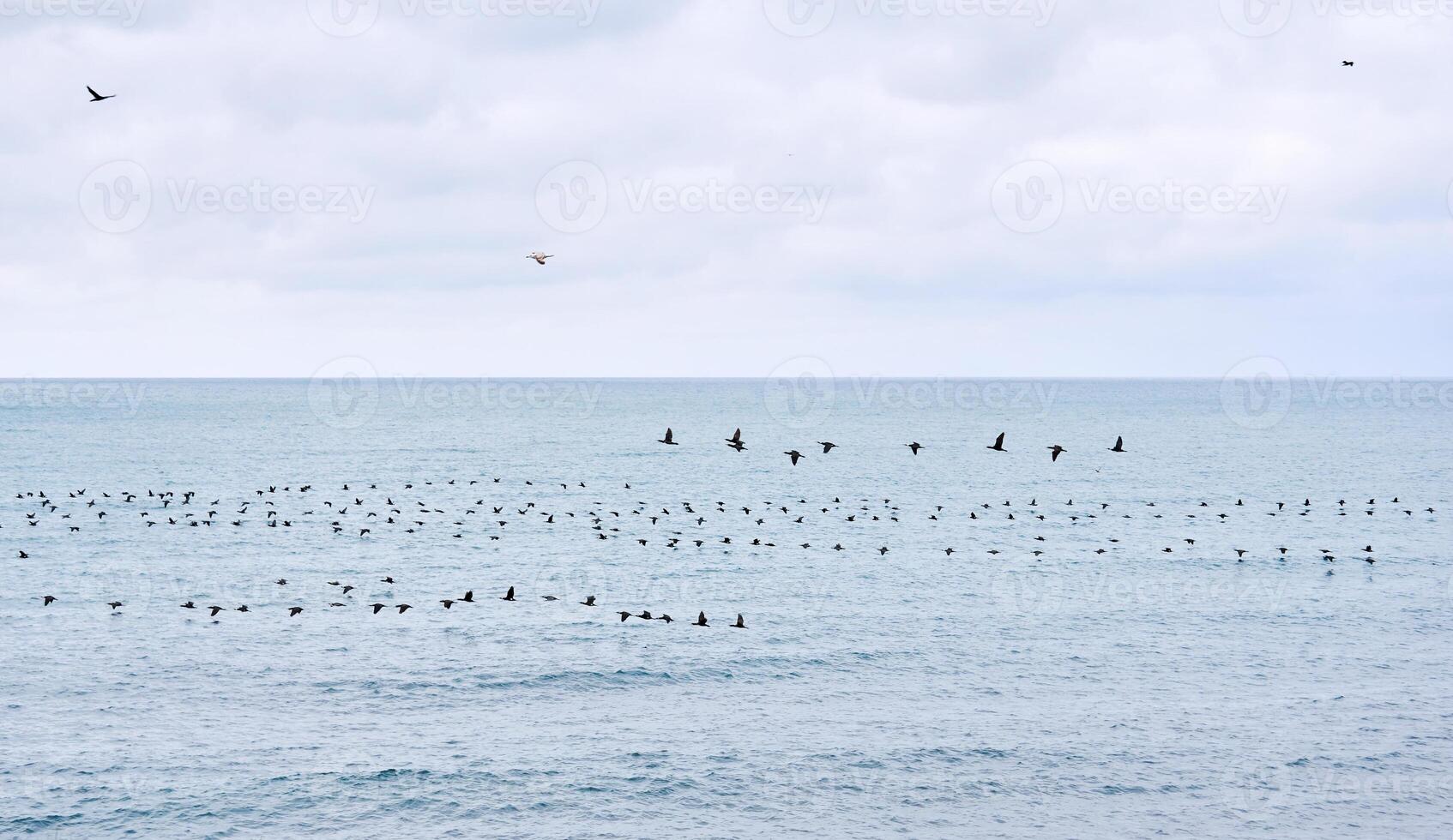 seascape with a flock of migratory birds flying low over the water photo