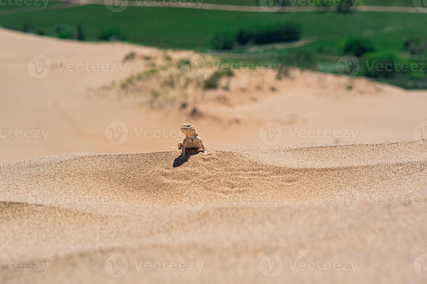 Desierto lagartija frinocéfalo mystaceus secreto cabeza de sapo agama en el arena duna de sarykum foto