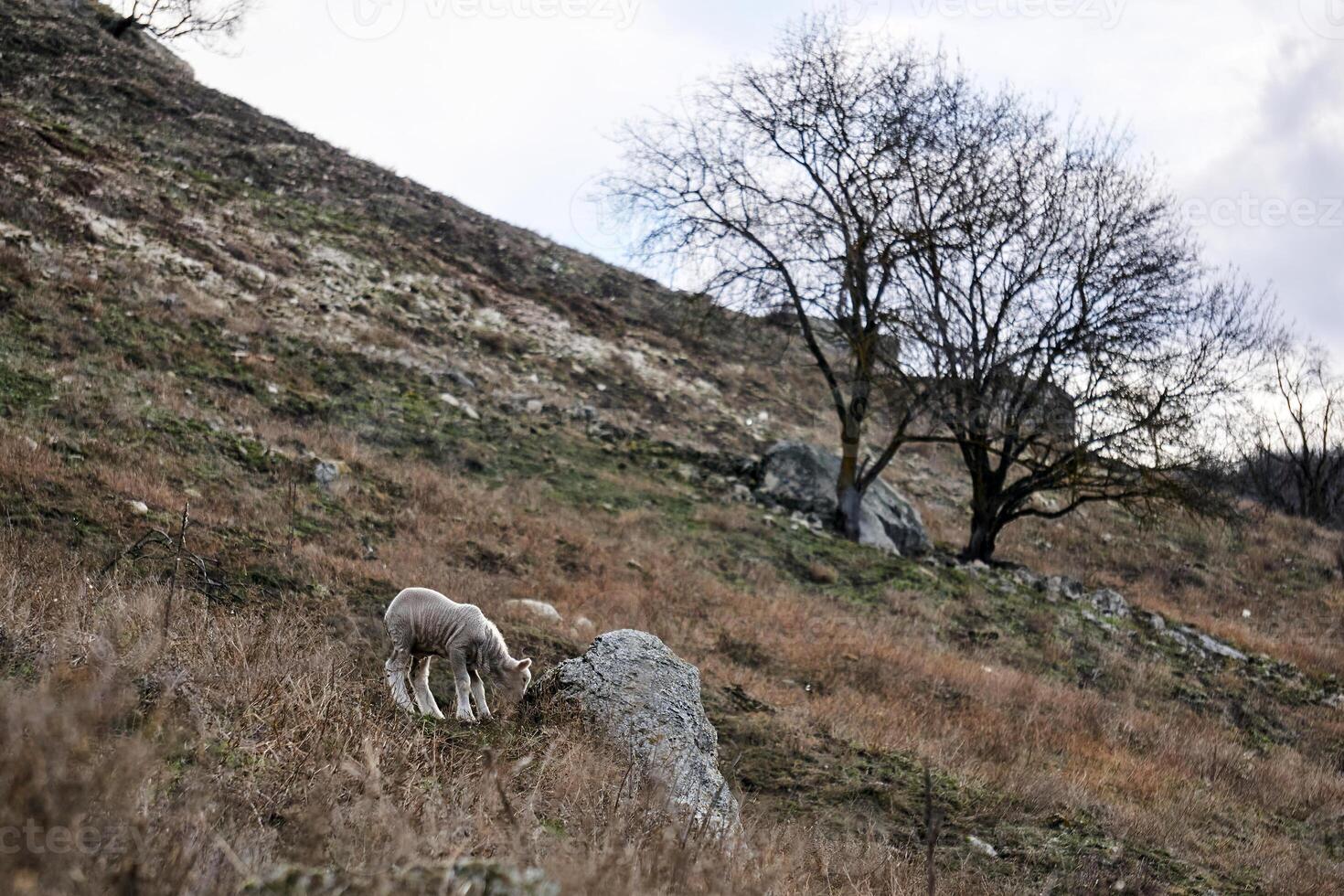 solitario Cordero roza en un sin nieve invierno ladera en contra un borroso antecedentes foto