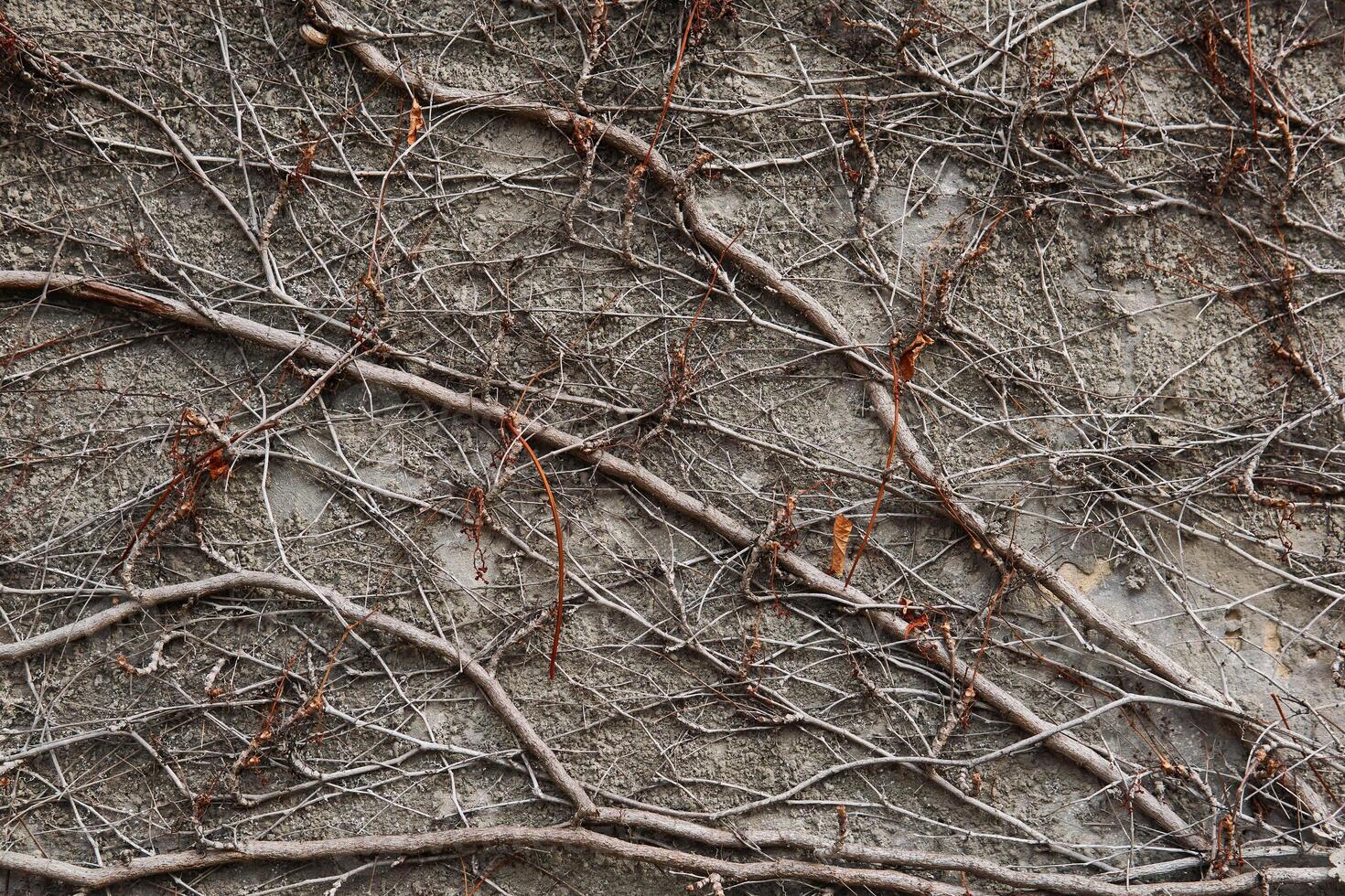 background - stone wall entwined with dry winter stems of wild vines photo