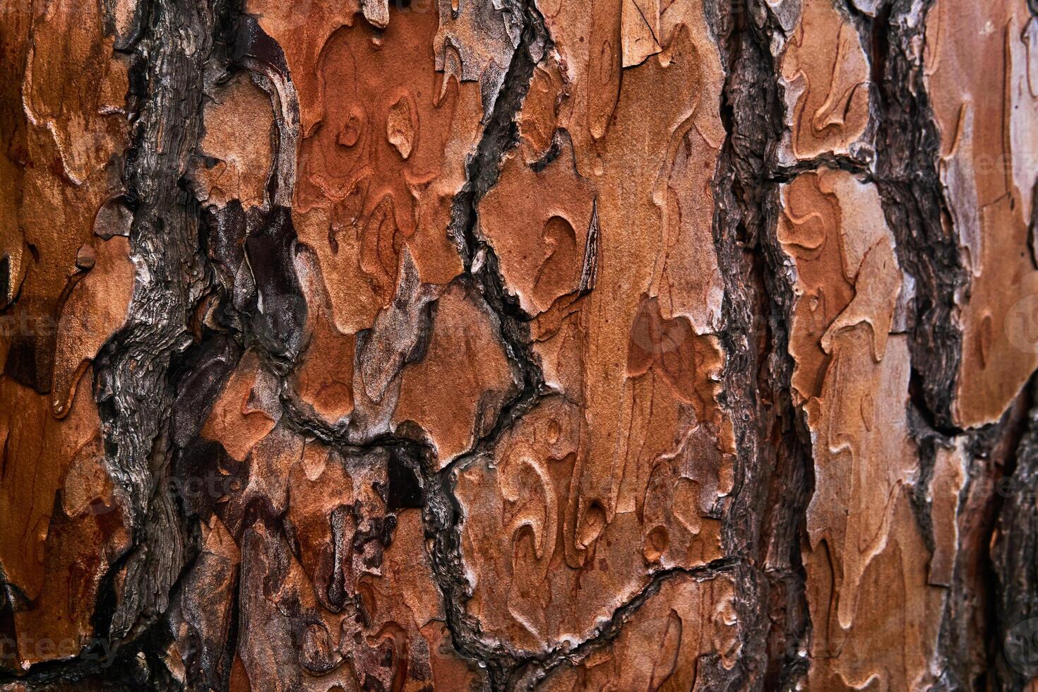 vibrant orange live pine bark texture photo