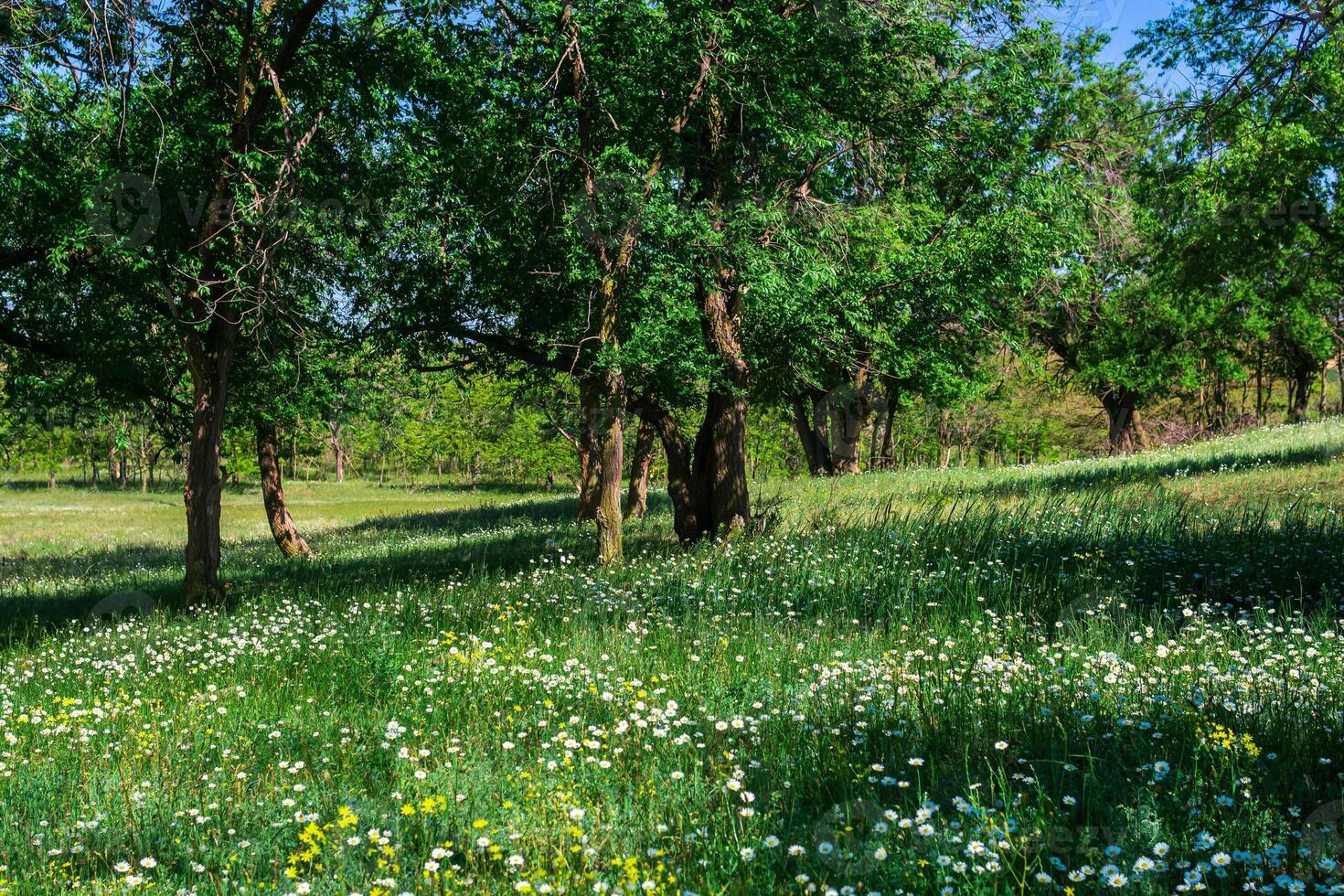 primavera soleado abierto bosque paisaje con floración prado y caduco arboledas foto